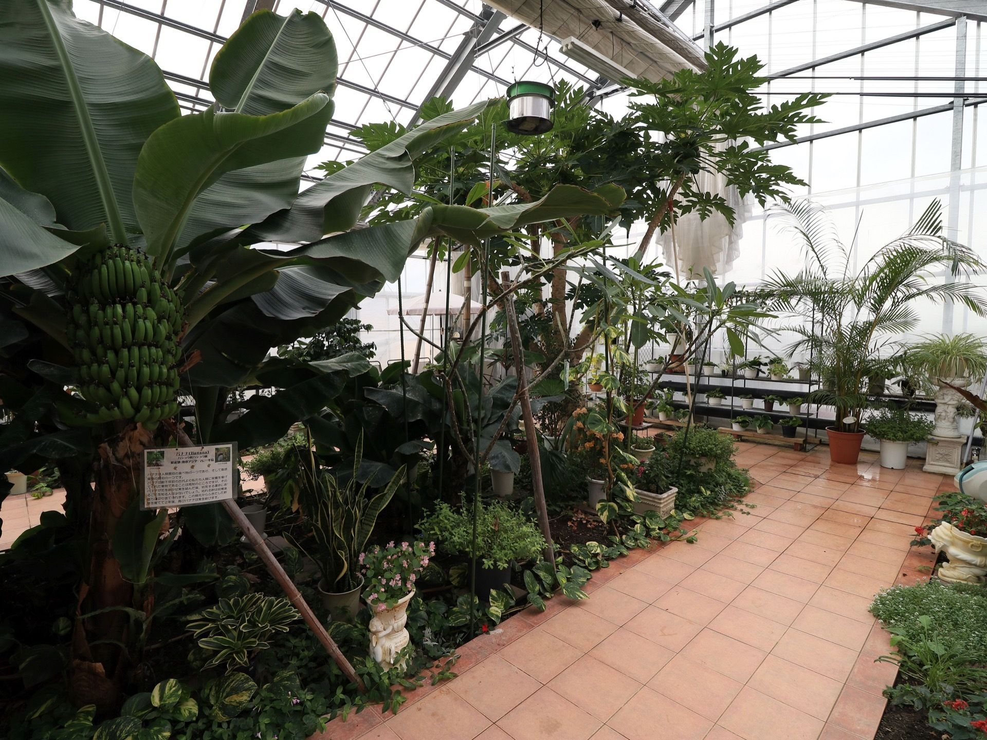 バナナの木をはじめとした、珍しい植物がたくさん育てられている。通路が広く段差もないので、車椅子での鑑賞も気軽にできる。
