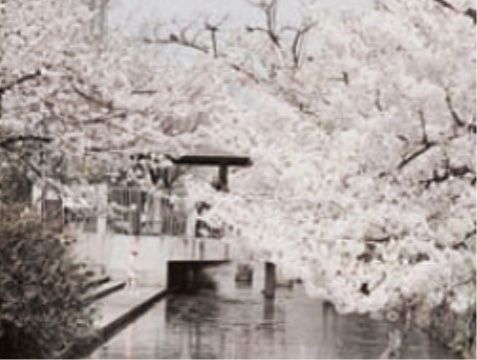 「ラポール壱番館」の周辺環境。春の季節を迎えると、桜が満開になる。