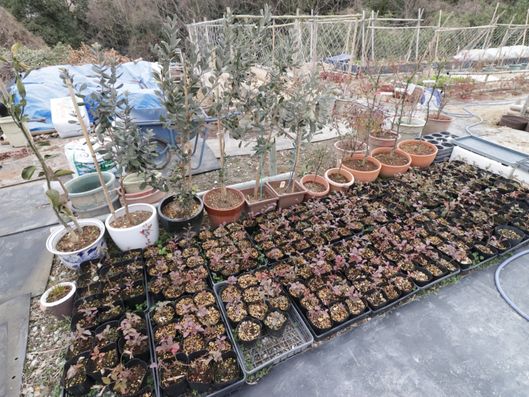 スライドショー