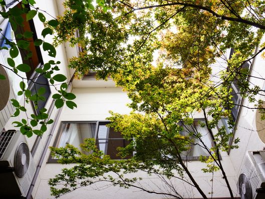 中庭の木漏れ日