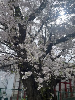 桜