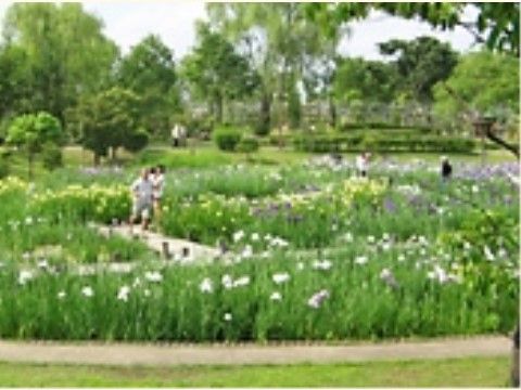 公園の広い湿地帯には水芭蕉の花が咲いている。木製のデッキを散歩することが可能で涼を感じることができる。