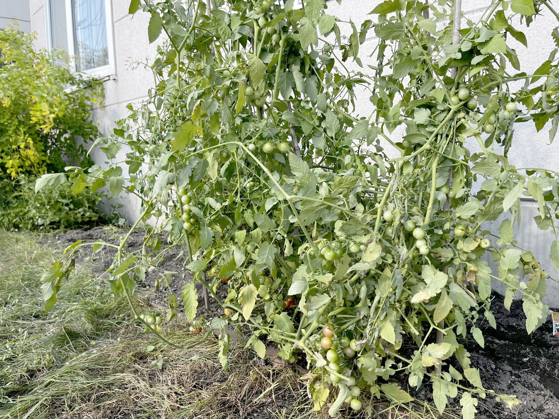 トマトの育つ庭