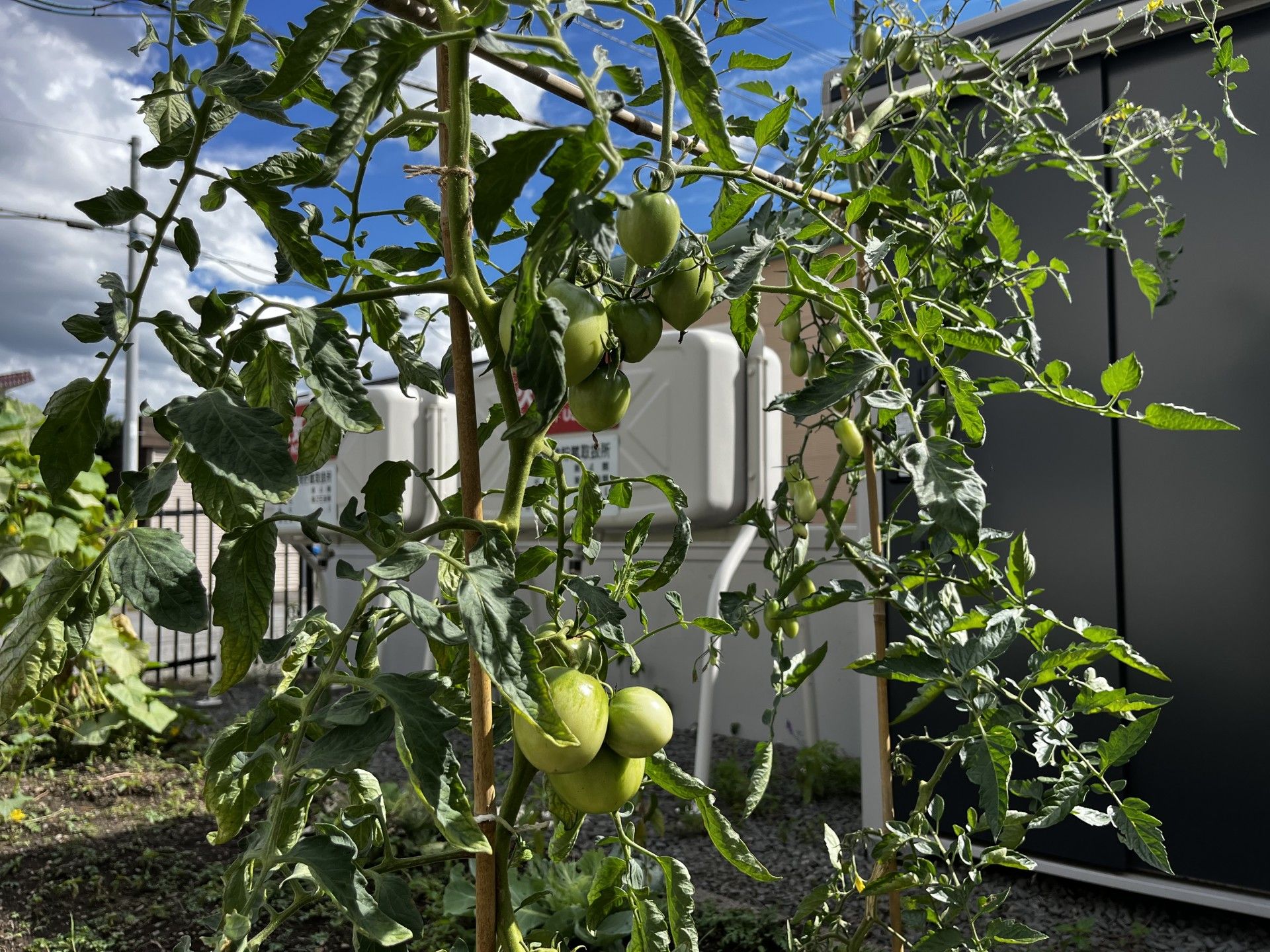 青いトマトが実る庭