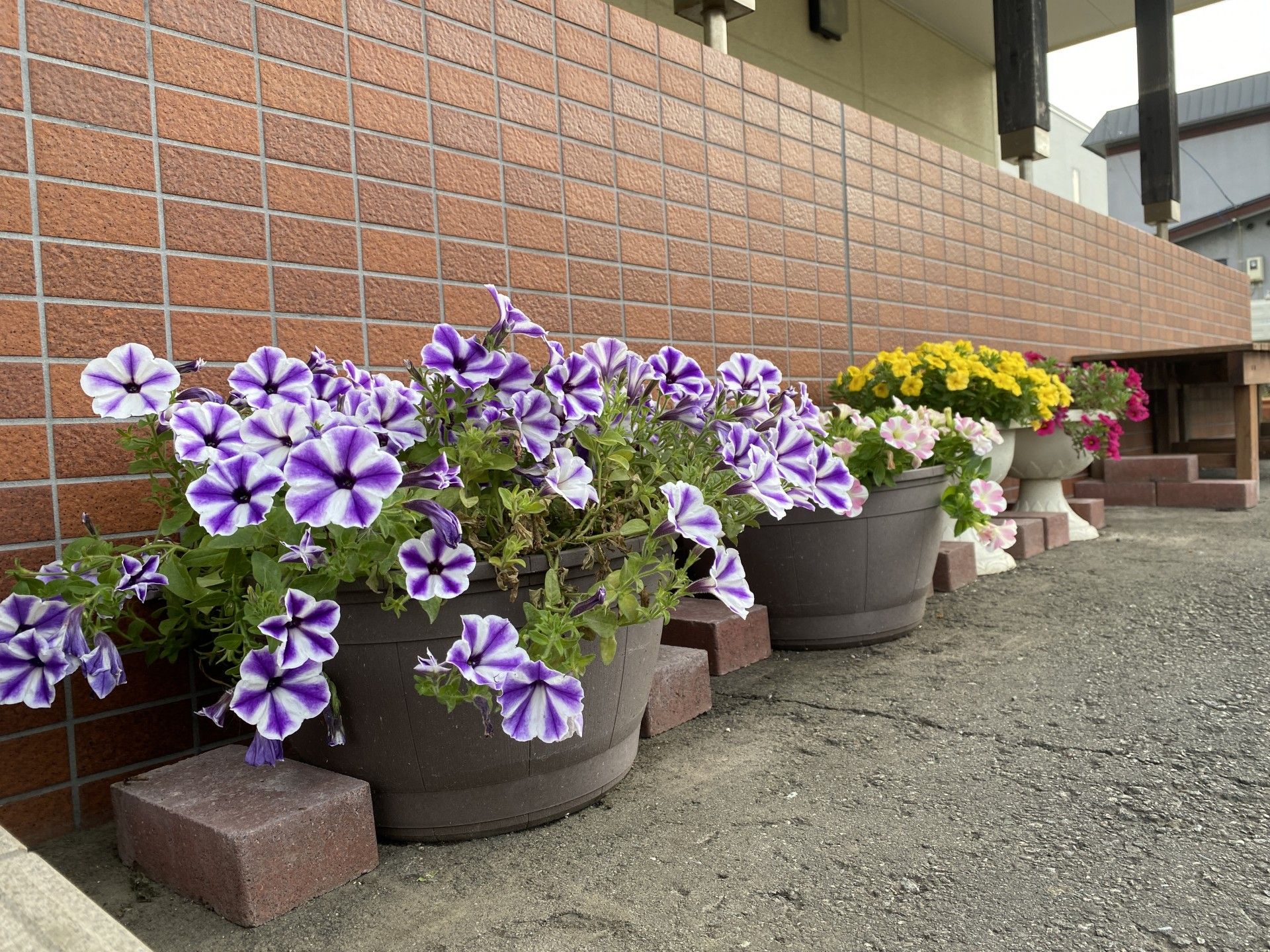 彩り豊かな花壇の風景