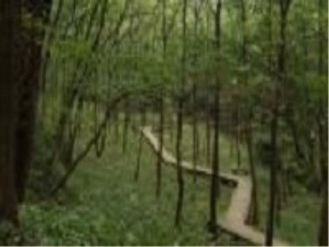 草が生え、木々が茂る森の中を、縫うように細い木道が整備されている。公園にはほかにも多数の散策道がある。