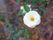 白い花が写されている花