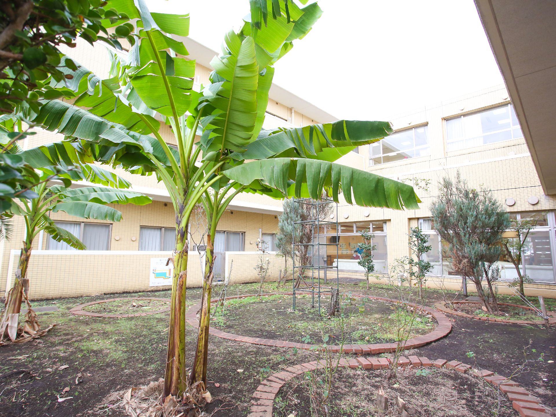 大きな植物や木が植えられている庭