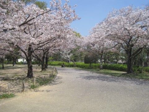 「プレミアムハートライフ大岩」の周辺環境。公園には、多くの桜の木が立ち、春には見頃を向かえる。