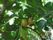 施設に植えられている木に実った果実が写っている。自然に囲まれた環境で、入居者様は四季の移ろいを感じながら穏やかに日々を送ることができる。