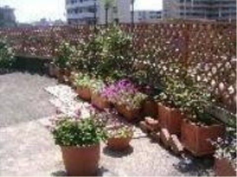 草花の鉢植えが並ぶテラス