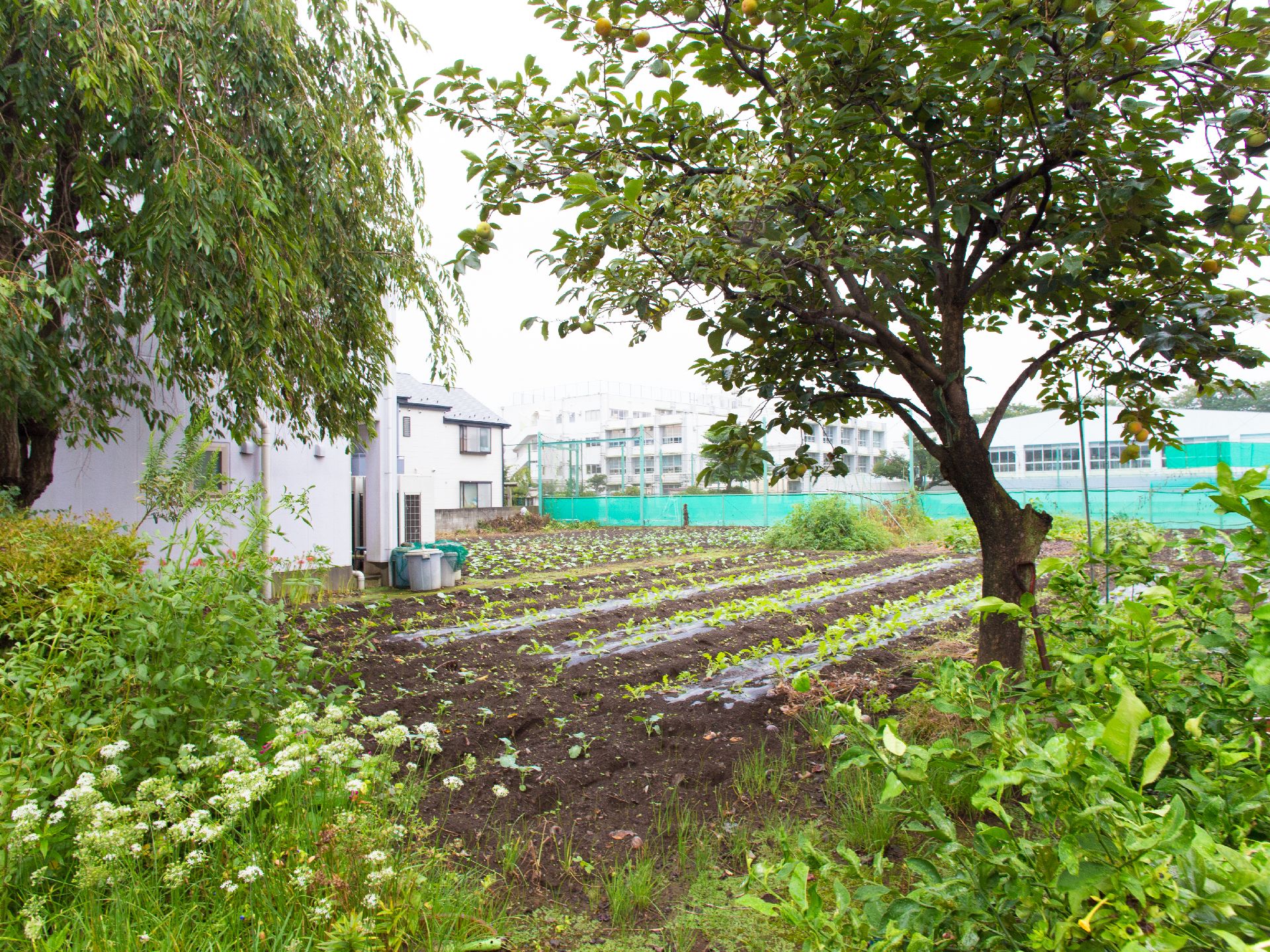 手前には木が二本生えている。木の手前には様々な植物が生えている。木から奥にかけて畑がある。周辺には色々な建物が立ち並んでいる。