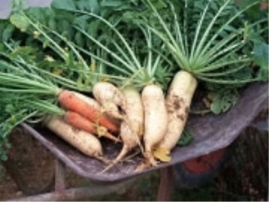 レクリエーション