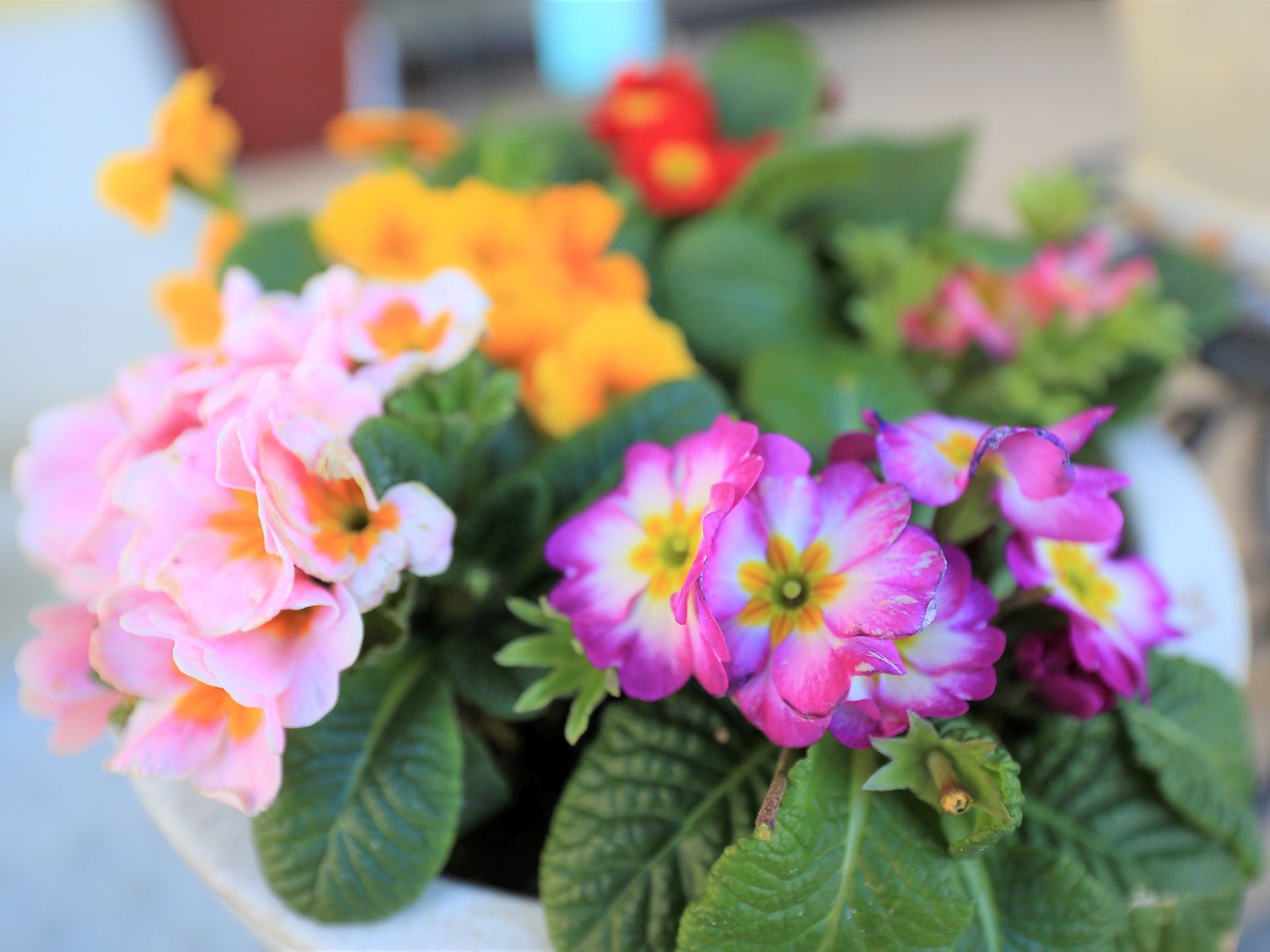 オレンジやピンク、紫色の花が一緒のプランターに花が植えられており、見た目がとても色鮮やかで華やかである。