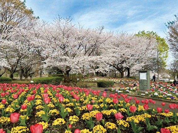 レクリエーションで来園することもある、花が咲き誇る公苑