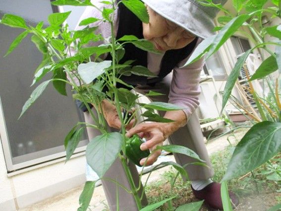 季節感を肌で感じるように、庭のゴーヤの様子を観察している入居者様