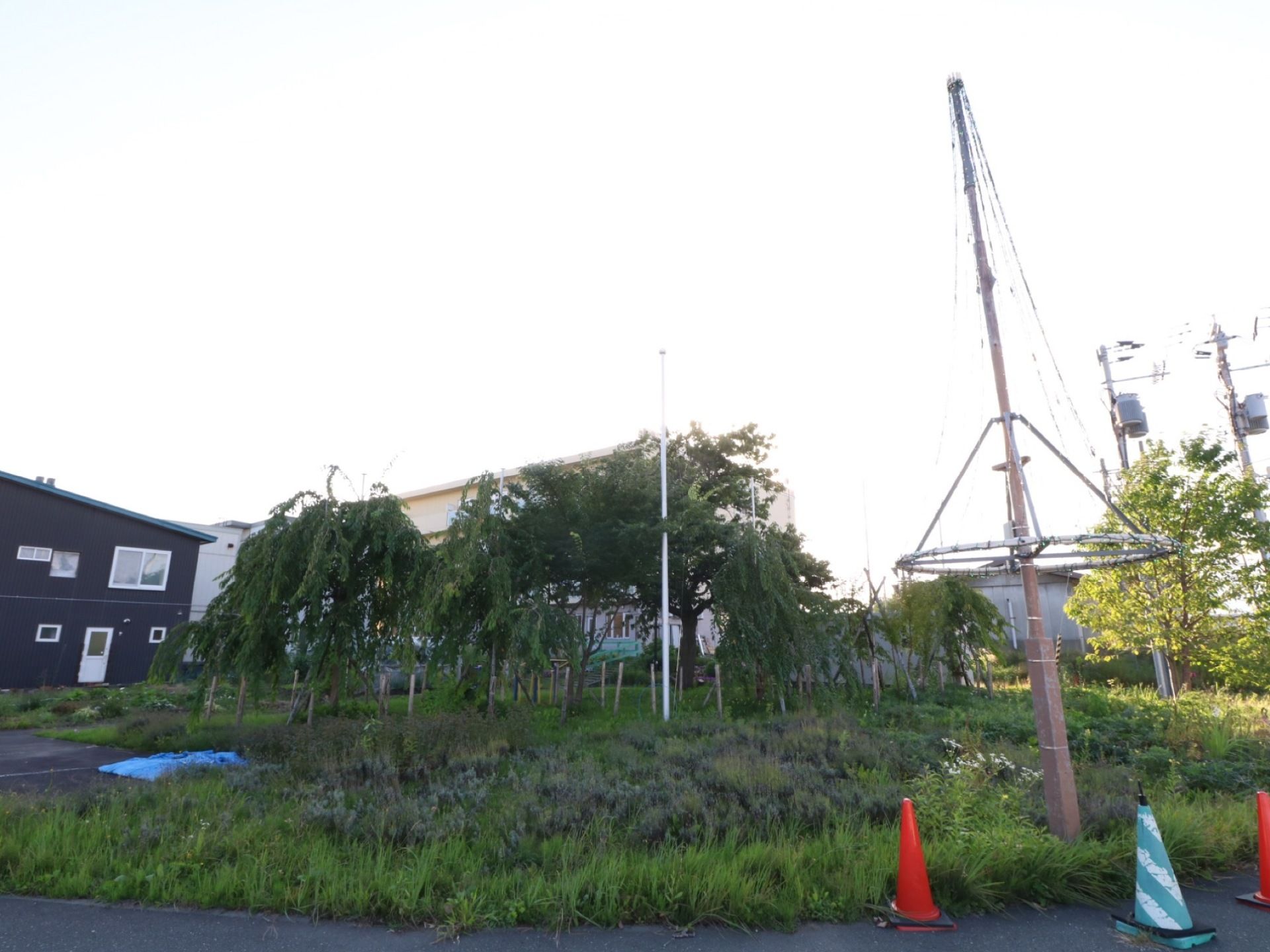 施設敷地内は広く、緑が生い茂っているところも多い。草花から木々までさまざまな種類の植物があちこちに見られる。