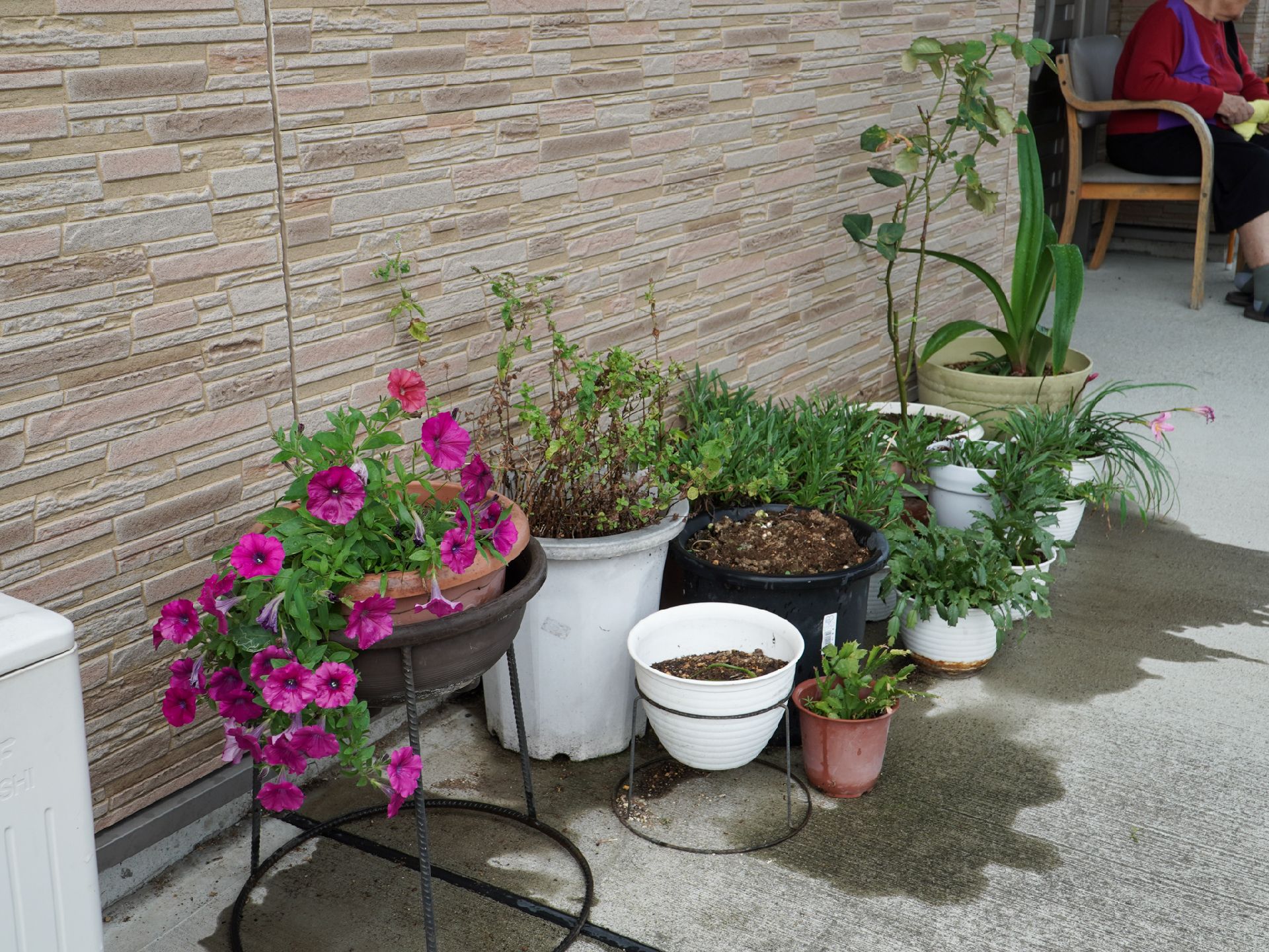 玄関の近くに設置されている花や植物