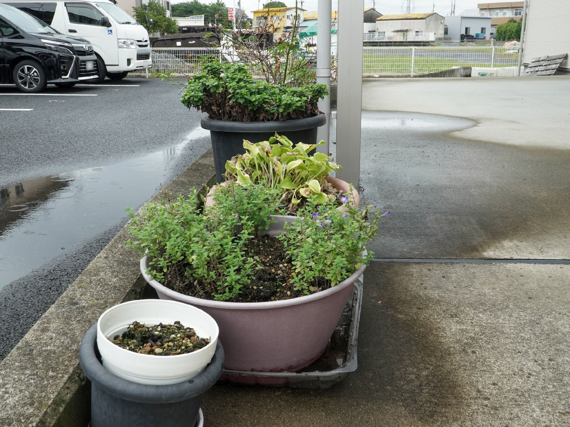 草木を植えた鉢植え