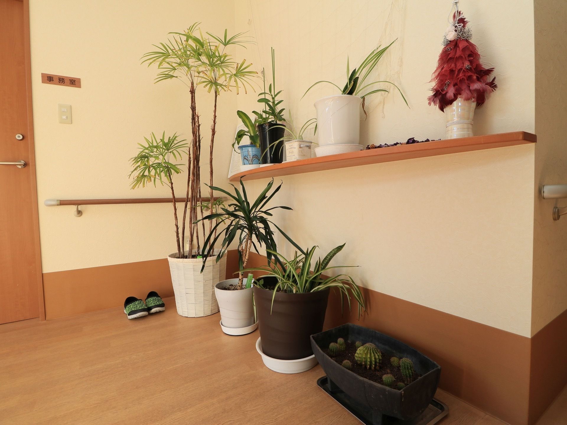 明るい共用廊下の一角には、サボテンなどの観葉植物を設置している。青々と茂る緑は、通行中の入居者様に癒しを与える。