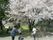 桜の木が咲いている公園