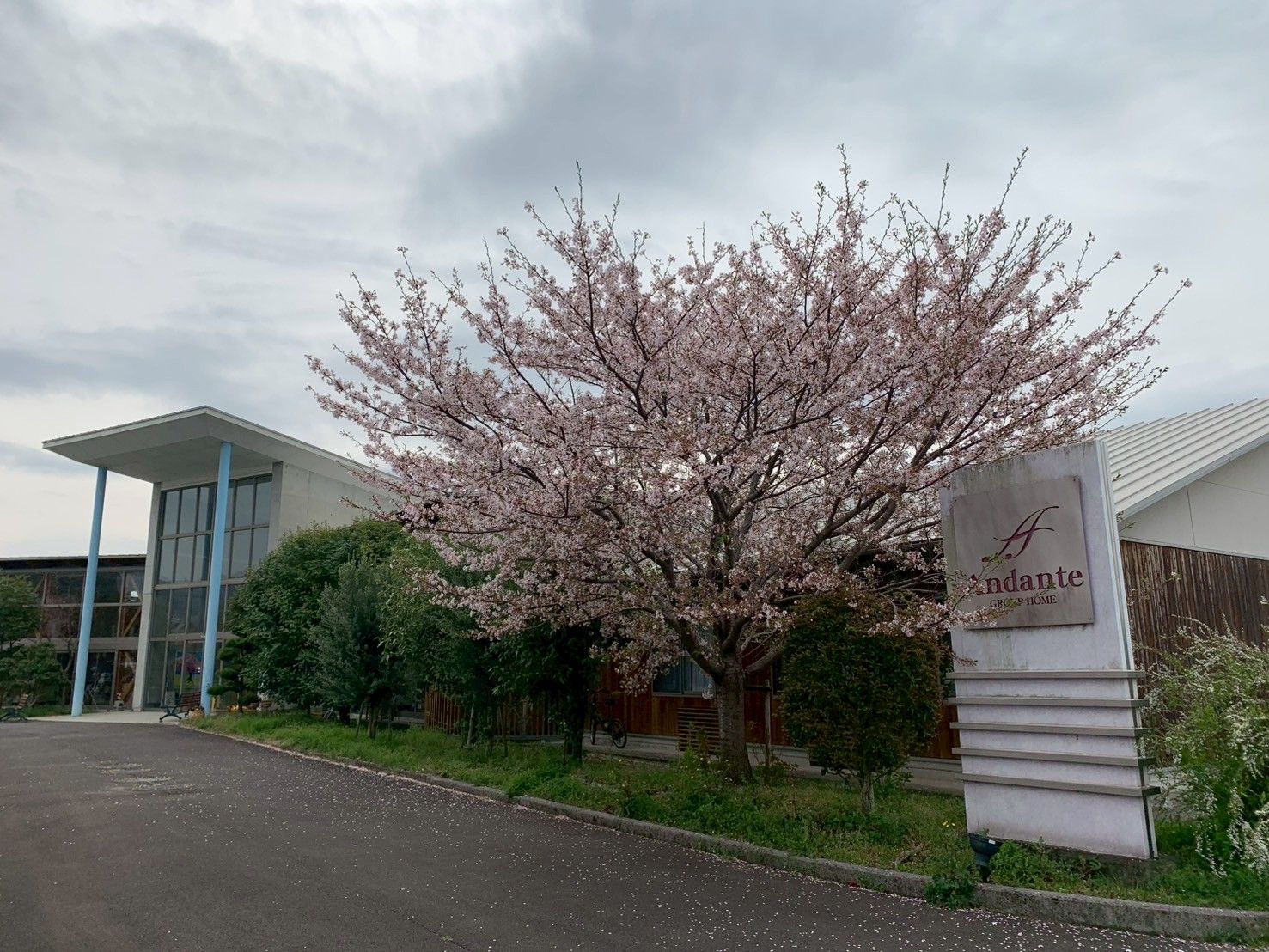 桜の木と建物の外観