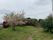 庭の桜と緑の風景