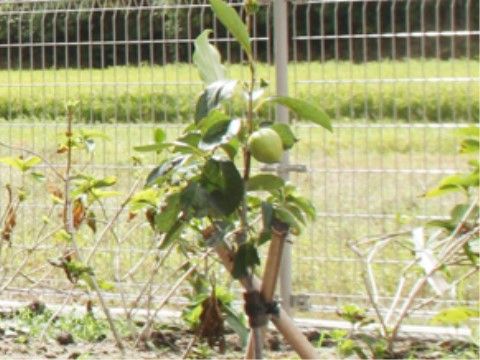 入居者様に四季を感じていただけるように、庭に植えられた樹木