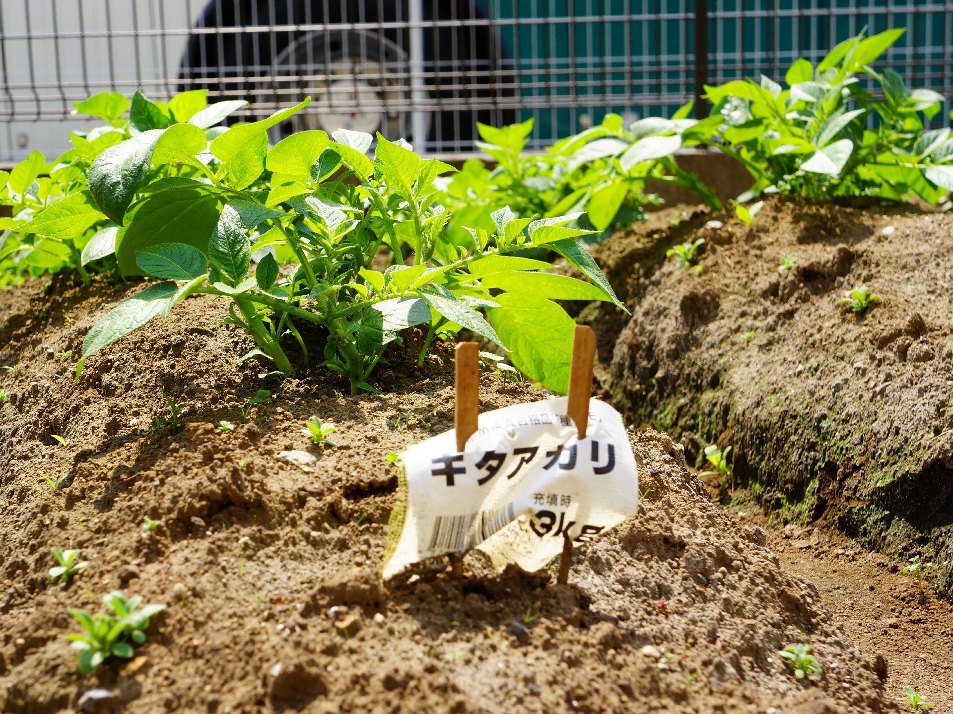 キタアカリの栽培を行っている畑。