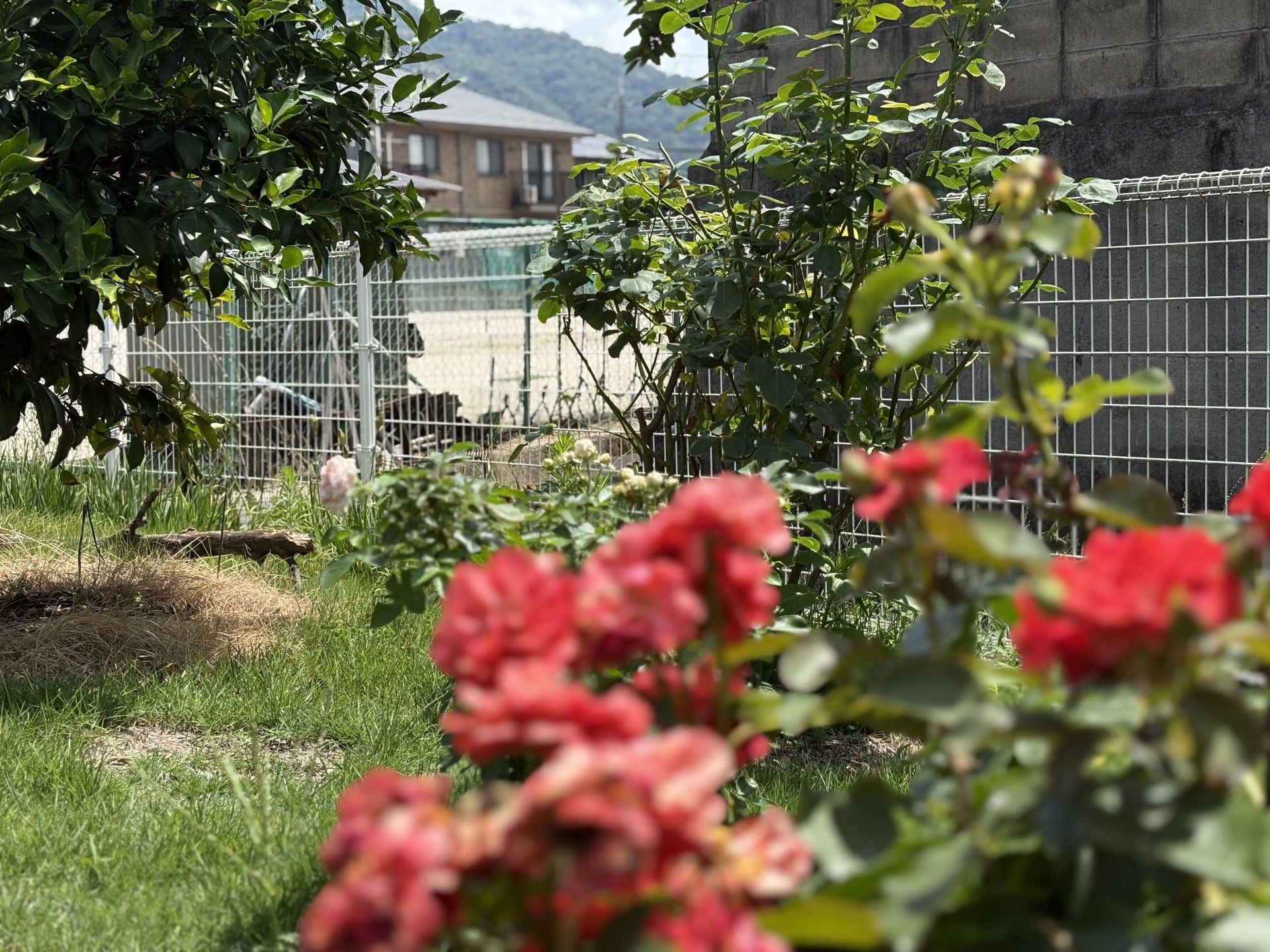 広く整備された施設のガーデンには、多くの木々や花が植えられている。手前には向日葵がある。散歩をしたり楽しむ事ができる。