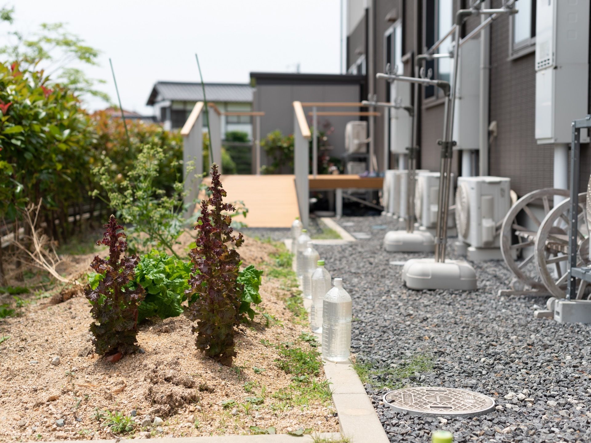鮮やかな緑色や赤紫色の植物が、テラス横の花壇で元気よく育っている。右横に、水の入ったペットボトルが並んでいる。