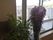 窓辺の植物と明るい空間