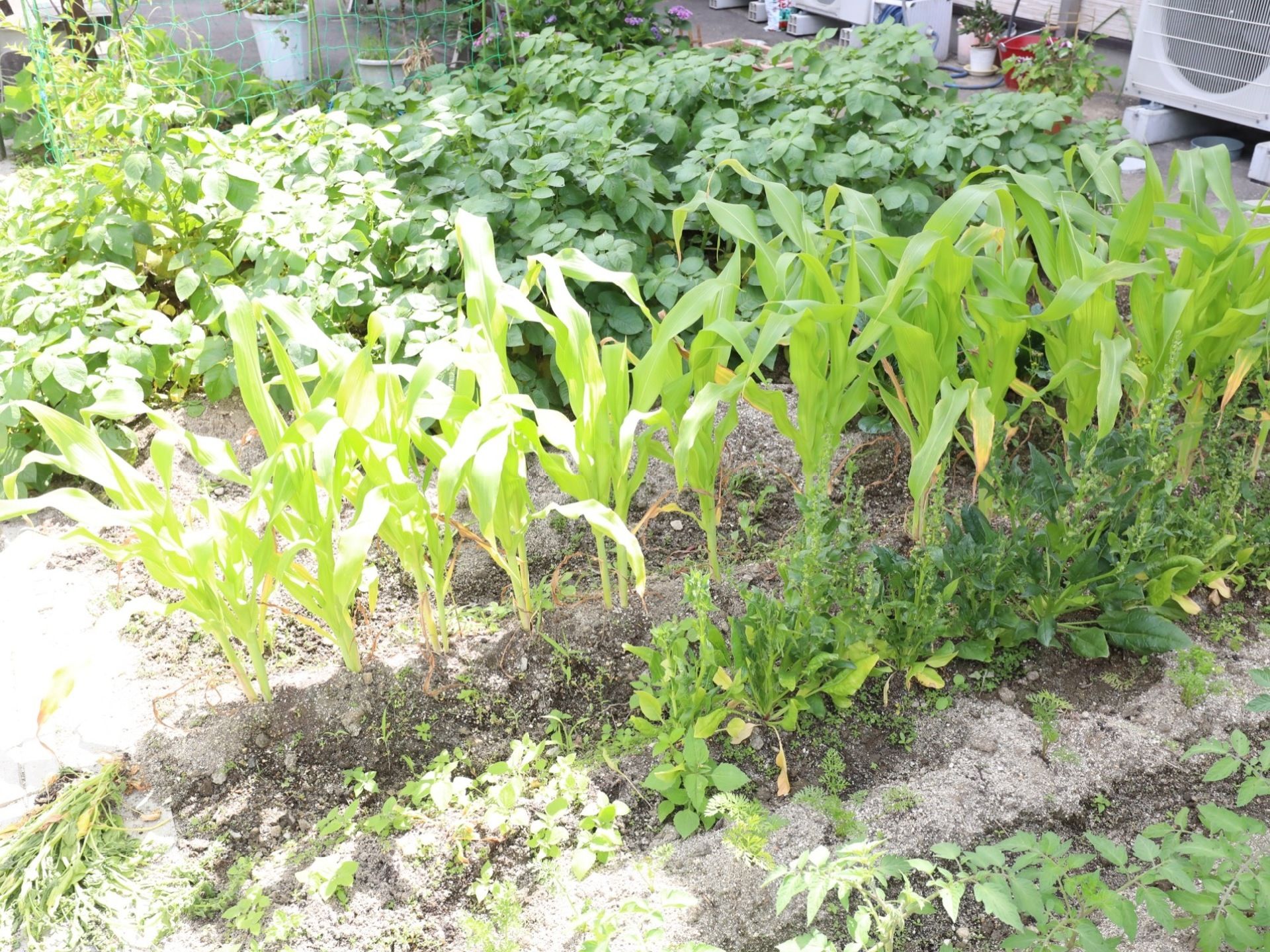 敷地内の空きスペースに菜園を作って常時数種類の野菜や植物を育てている。入居者様に緑豊かな場所で生活できるようになっている。