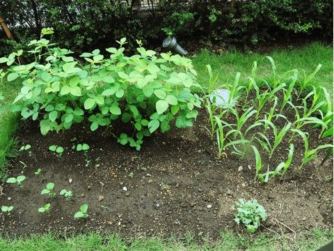 「コートウエスト府中」農園。野菜作りも楽しめます。