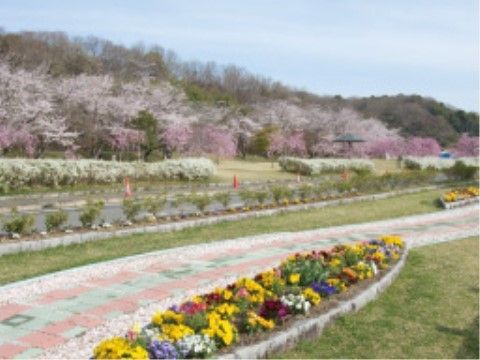 満開の桜の花と、花壇に咲き誇る美しい花々が楽しめる公園