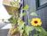 外にある植木鉢に植えられた花である。鮮やかな黄色の花が咲いている。他には灌木もあり、緑が多い。しっかりと手入れされている。