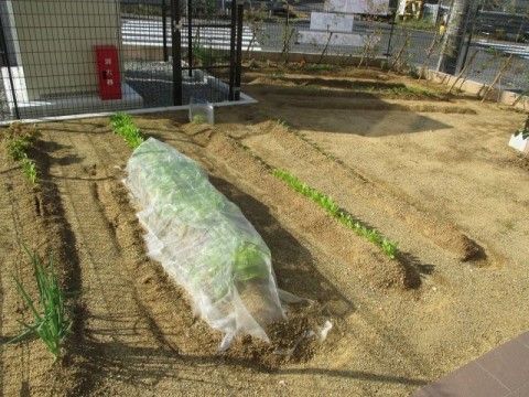 畑を完備しており、土や緑にふれる体験ができる。手先や体を楽しく動かしながら、健康的な毎日を過ごせる。
