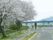 相模川の河岸にある散策路は、緑が豊富で、桜が咲いている。橋が架かっている付近を親子が散歩をしている。