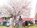 桜を見る人々のイベント