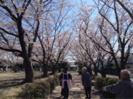 桜並木
