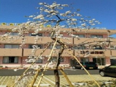 敷地内駐車場の近くでたくさんの白い花を咲かせている木