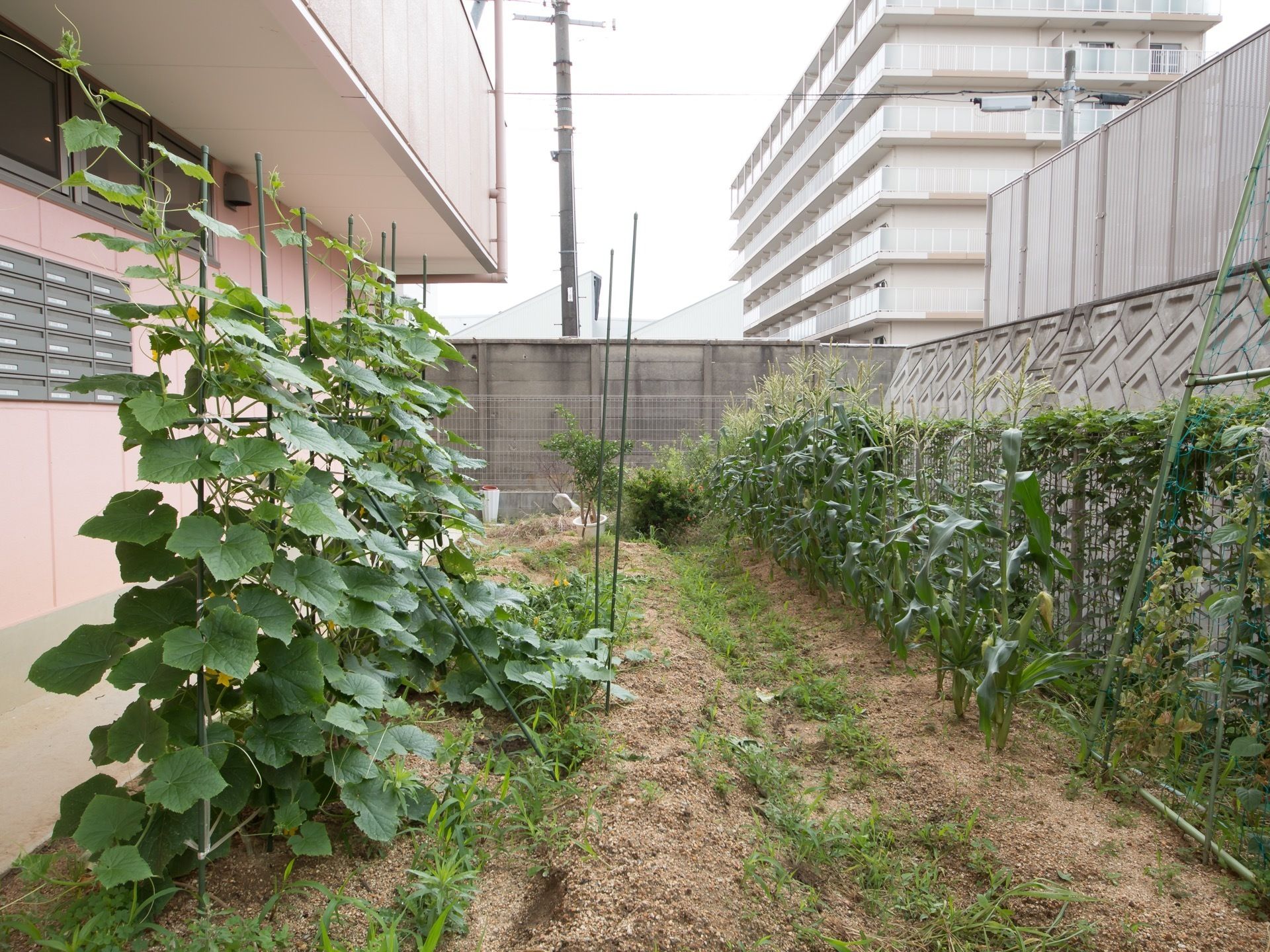 施設の敷地内に、広々した畑を完備している。入居者様が育てている、さまざまな季節野菜が青々と実っている。