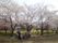 近くには大きな公園があり、桜の木がある。春にはスタッフが付き添って皆で出掛けてお花見をし、季節を感じて楽しんでいる。