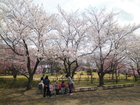 大きな木に咲く満開の花の下で、ベンチや車いすに座っている入居者様たち