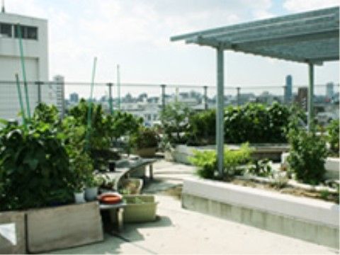 葉っぱが生い茂っている草がたくさん生えている屋上庭園