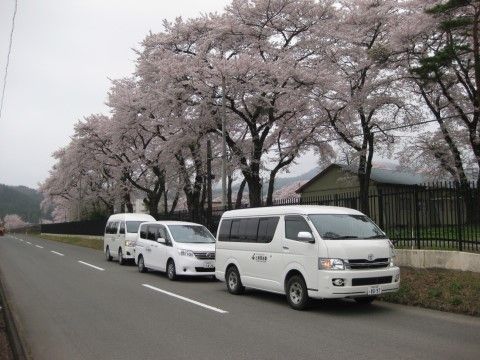 破線のセンターラインの道路がある。脇に園があり、そのフェンスに沿って満開の桜の並木がある。道路には白い車が3台停車している。