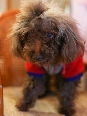 茶色の毛のワンちゃんが活躍