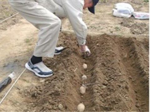 畝を作って、その間のへこんだ部分に野菜を植えている男性入居者様