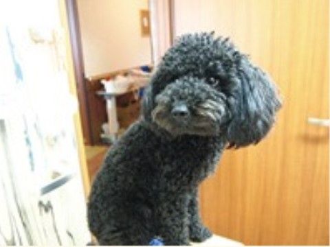カメラから少し視線を外している、黒色の毛をしたかわいらしい犬