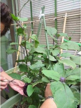 プランターにはなすが植えられて、女性が収穫している様子。男性が草をかき分けて収穫しやすいように手伝っている。